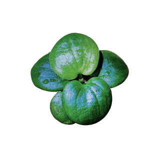 圆心萍浮萍净化水质水培绿植庭院办公室鱼虾龟缸造景增氧漂浮水草