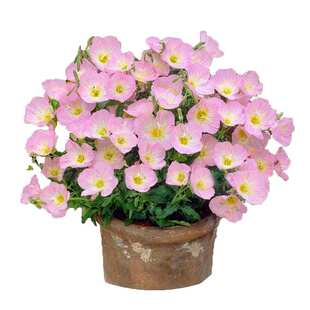 美丽月见草花种子多年生宿根耐寒花卉打造美丽乡村花海盆栽花种籽