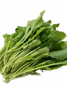 梅菜种籽梅干菜种子秋冬季广东