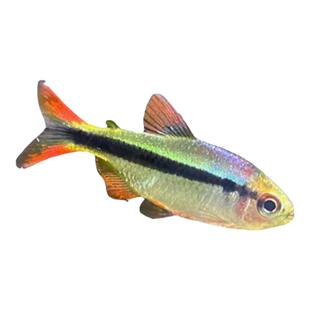 皇室青魔鬼灯鱼南美缸稀有灯鱼群游活体小型热带观赏鱼好养草缸鱼