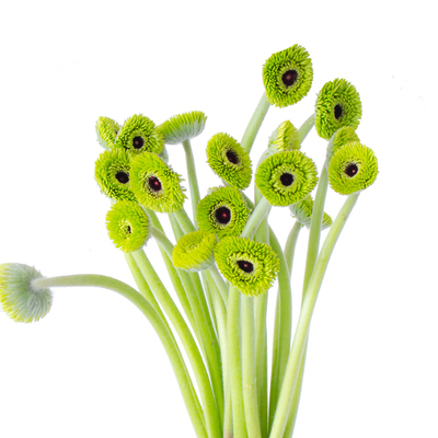 弗朗花鲜花云南直发水培绿植