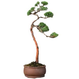 文人济州真柏单杆老桩造型盆景四季常青室内阳台庭院中式盆栽植物