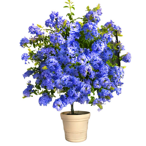 蓝雪花盆栽带花苞大苗棒棒糖阳台花卉绿植物四季开花好养独杆老桩