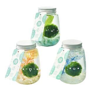 天然水藻球MossBall「欧气瓶」来萌MARIMO球藻君生态有求必应植物