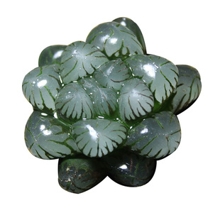 潘氏冰灯玉露多肉植物 十二卷属新手组合办公室桌面阳台小盆栽