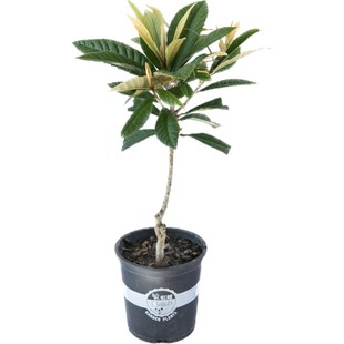 虹越冠玉枇杷盆栽嫁接庭院花园种植肉质细嫩多汁南北方果树