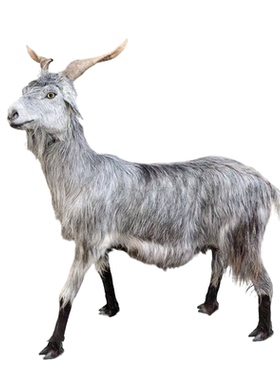 仿真山羊绵羊一比一动物模型
