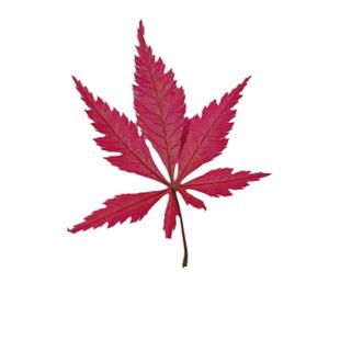 鸡爪槭紫花槭七角红枫叶压花押花画儿童树叶手工DIY植物标本教学