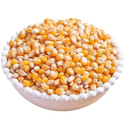 3斤装爆米花球形玉米粒