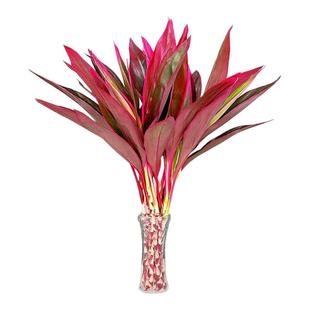 鸿运紫竹富贵竹水培植物粗杆客厅招财竹子室内绿植发财竹年宵花卉