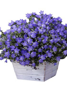 夏季开花欢乐钟声风铃草