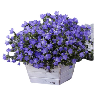 欢乐钟声 意大利风铃草 蓝紫色开花机器花园庭院草本耐寒耐热盆栽