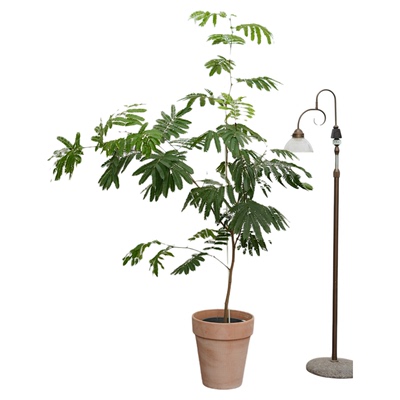 密叶猴耳鬟耐阴好养盆栽