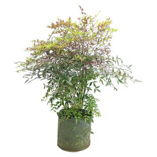 丛生南天竹树苗老桩盆景火焰红天竺庭院绿化苗木花园耐寒观叶植物