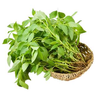 河南新鲜大叶荆芥现采摘现发带根香荆芥农家自种蔬菜荆棘头调味菜