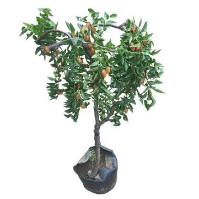 枣树苗嫁接耐寒品种鸡蛋脆枣树苗适合南北方种植地栽盆栽苗包成活