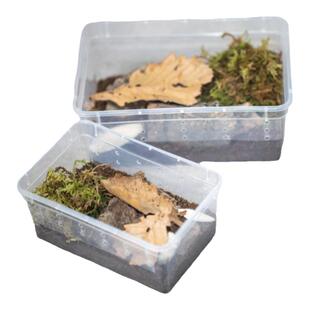 鼠妇套装活虫饲养西瓜虫学生饲养套餐生物实验昆虫爬宠 包邮包活