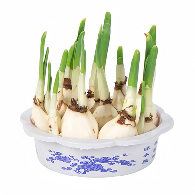 爆花正宗漳州水仙花种球好养易活