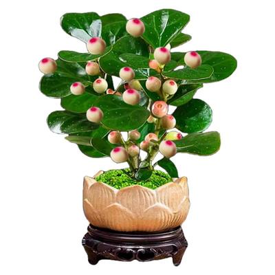 好品特惠！小盼菩提盆栽带果大果