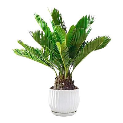 铁树盆栽小苗大型绿植