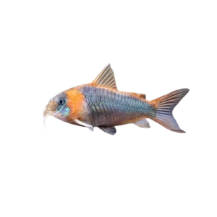 鱼官儿委内瑞拉青鼠鱼尼青尼格罗青鼠黑金红头鼠鱼紫罗兰鼠观赏鱼