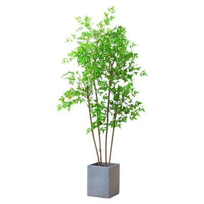 盆栽绿植植物南天竹客厅轻奢假树