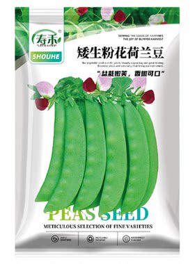 四季寿禾矮生粉花荷兰豆种子