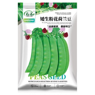 矮生粉花荷兰豆种子大荚荷兰豆菜豌豆种籽子四季寿光春季蔬菜孑苗