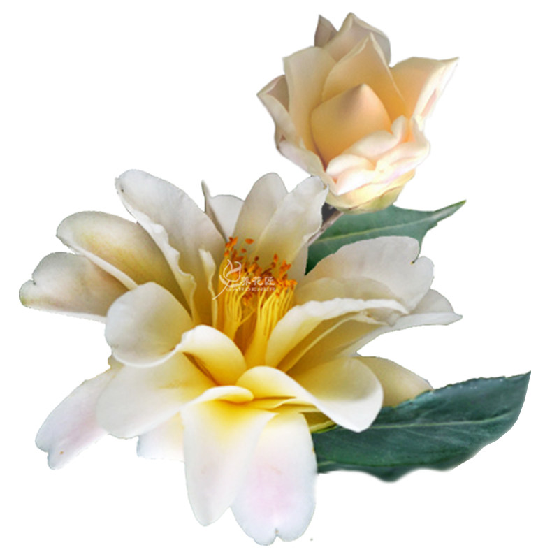 名贵品种茶花黄莲花庭院黄色耐寒