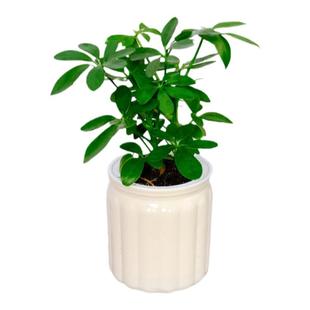 花点时间桌面盆栽长寿花玛丽安发财树绿植室内网红ins风装饰懒人