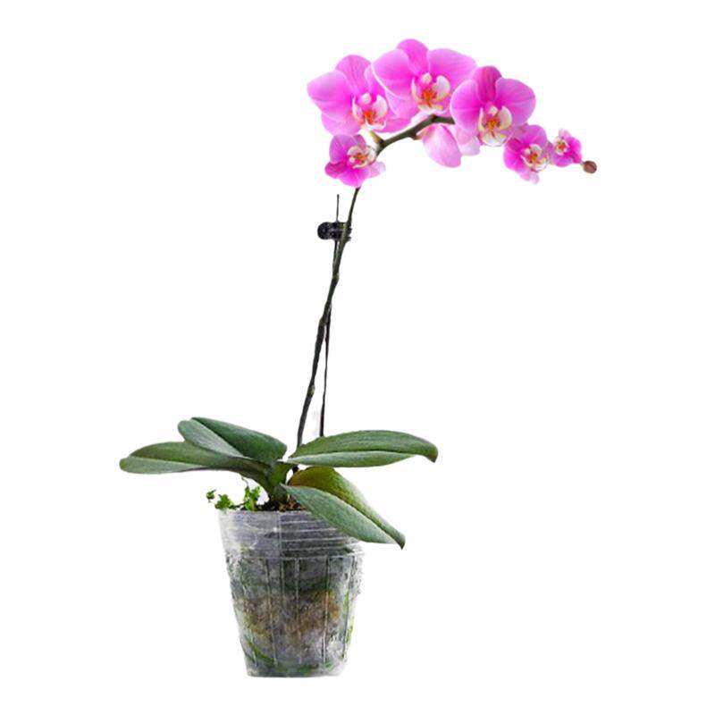 蝴蝶兰带花盆栽花苗兰花花卉