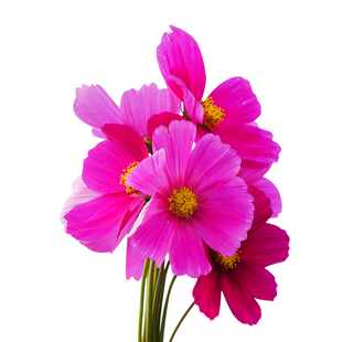 波斯菊花种子格桑花种籽子孑七彩易活花籽一年四季播种室外阳台