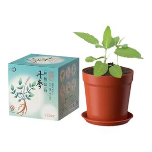 中草药种子决明子本草种植小盆栽学生儿童植物观察药材幼儿园礼品