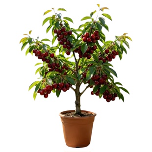 正宗九叶青花椒苗树当年结果四川汉源藤椒室外种植无刺绿麻椒大苗