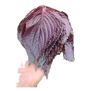 紫苏子种籽大叶紫苏种子孑可食用紫苏苗盆栽春季蔬菜籽种大全四季