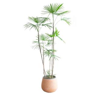 细叶金山棕竹大盆栽办公室客厅落地室内旺宅耐阴植物四季常青绿植