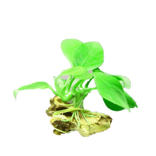 懒人水草沉底小鱼缸淡水无需底砂水草泥绿菊蜈蚣草定植真水草增氧