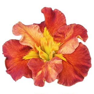 路易斯安娜鸢尾美国进口苗花园庭院花坛户外别墅植物常绿水生世界