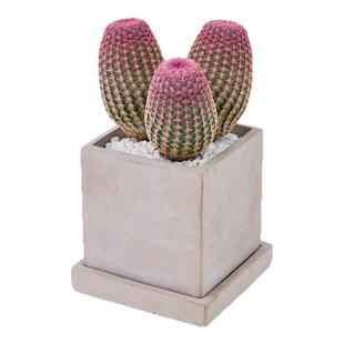 三头红太阳多肉仙人球室内四季好养盆景办公室桌面小型绿植物盆栽