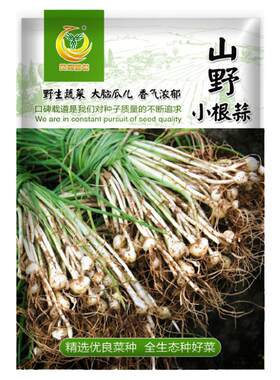 山野小根蒜种子东北野葱大脑瓜