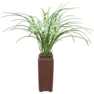 精品国宝级兰花苗莲瓣兰名品正宗奇花素碧玉奇素浓香室内阳台花卉