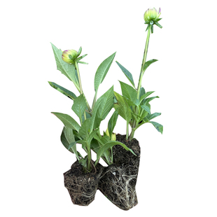 大丽花花苗盆栽穴盆5颗扦插苗重瓣巨型特大花卉种根小苗易活好养