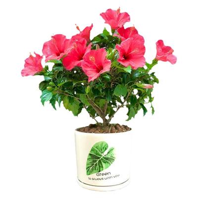 大花朱槿盆栽室外阳台耐热耐晒