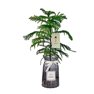 水培植物南洋杉室内办公室桌面水养绿植花卉盆栽净化空气四季好养