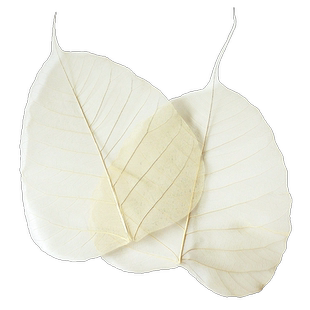 菩提叶脉标本书签干花真树叶禅意贺卡艺术纸隔断田园创意手工材料