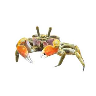 迷你辣椒蟹相守蟹活体宠物淡水螃蟹吃虫除藻淡水鱼缸爬行底栖动物