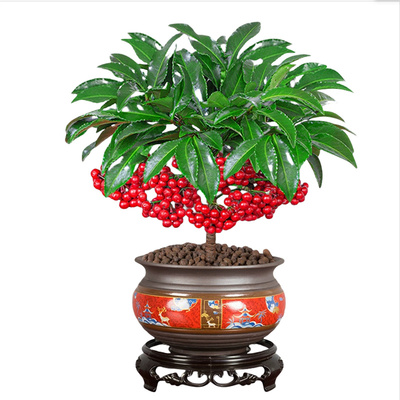 富贵籽花卉盆栽带果黄金万两