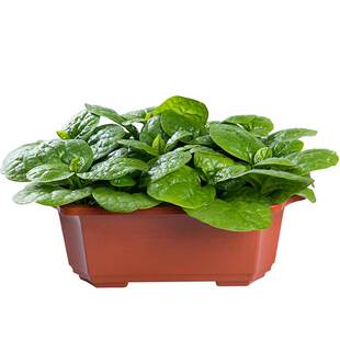 大叶木耳菜种子阳台盆栽小青菜豆腐菜爬藤蔬菜种籽大圆叶四季春秋