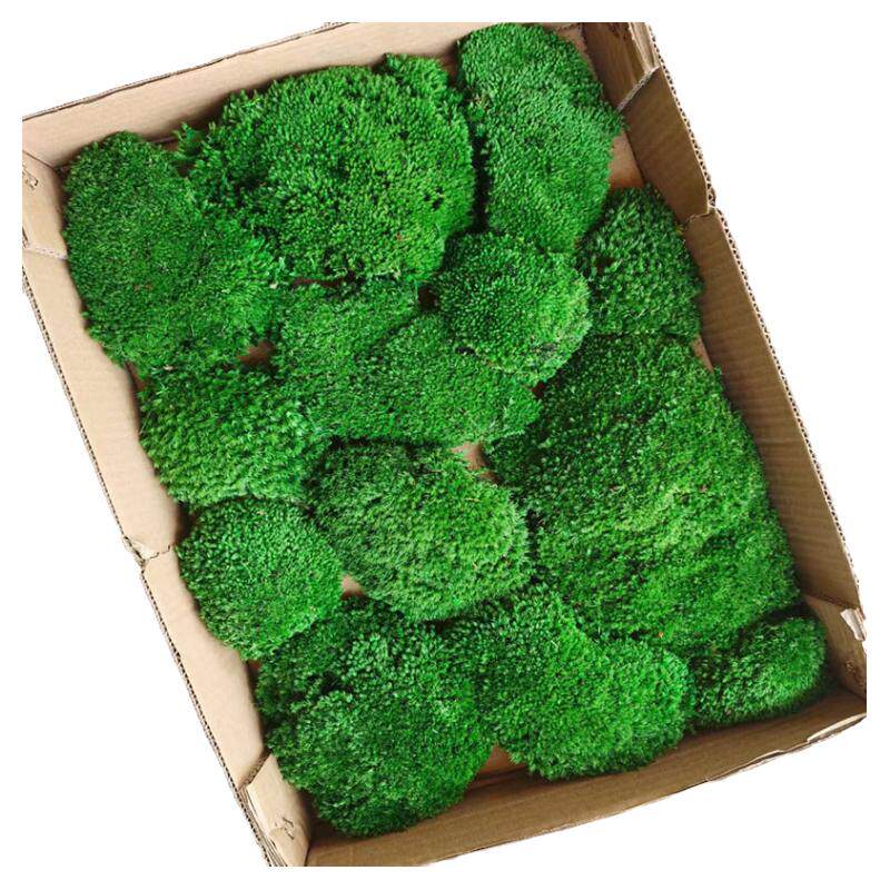 永生苔藓+植物墙永生青苔免养护