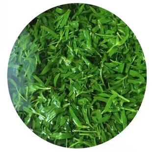 现货头茬2026新鲜山苜楂山东山蚂蚱菜山野菜野生现摘无污染包子馅